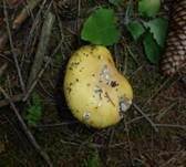 Narzissengelber Wulstling, Foto 34