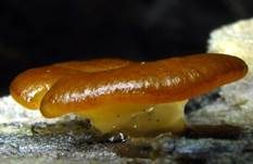 Niedergedrückter Nacktbecherling, Foto 4