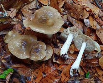 Niedergedrückter Rötling, Foto 2