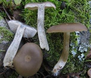 Niedergedrückter Rötling, Foto 4