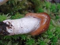 Nordischer Schleimfuß, Foto 4