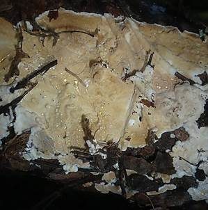 Nördlicher Höckerrindenpilz, Foto 2