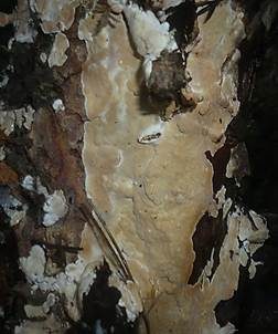 Nördlicher Höckerrindenpilz, Foto 4