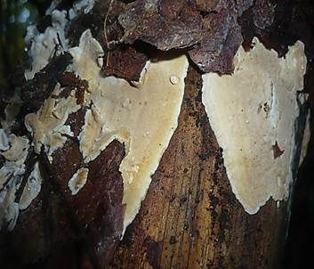 Nördlicher Höckerrindenpilz, Foto 6