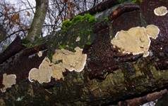 Nördlicher Höckerrindenpilz, Foto 7