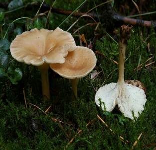 Ockerbrauner Trichterling, Foto 2