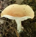 Ockerbrauner Trichterling, Foto 20