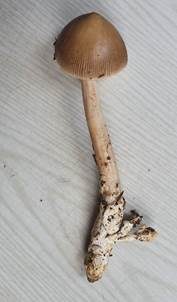 Ockerfleckiger Scheidenstreifling, Foto 3