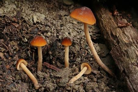 Ockerstreifiges Samthäubchen, Foto 2