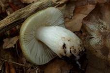 Ockertäubling, Foto 9
