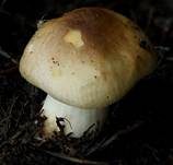 Ockertäubling, Foto 10