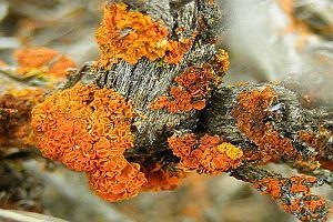 Orange Becherflechte, Foto 1