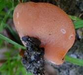 Orangebecherling, Foto 15