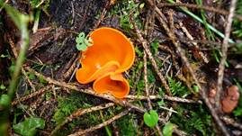 Orangebecherling, Foto 17