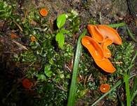 Orangebecherling, Foto 18