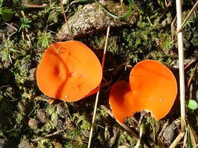 Orangebecherling, Foto 4