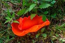 Orangebecherling, Foto 23
