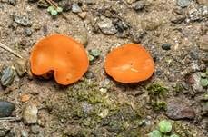 Orangebecherling, Foto 34