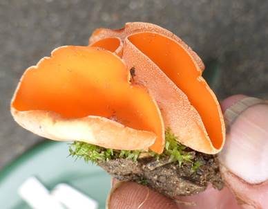 Orangebecherling, Foto 6