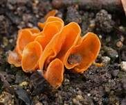 Orangebecherling, Foto 8