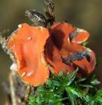 Orangebecherling, Foto 11