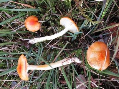 Orangegelber Lärchenschneckling, Foto 2