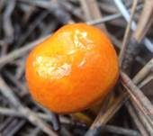 Orangegelber Lärchenschneckling, Foto 10
