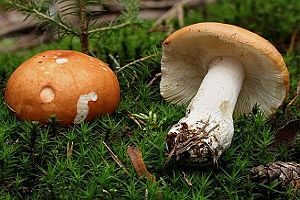 Orangeroter Graustieltäubling, Foto 1