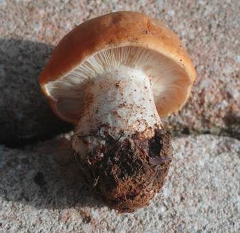 Orangeroter Mairitterling, Foto 2