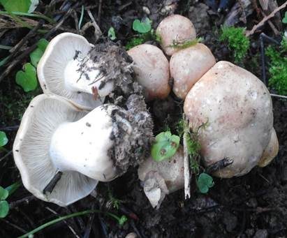 Orangeroter Mairitterling, Foto 4