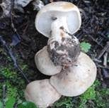 Orangeroter Mairitterling, Foto 7