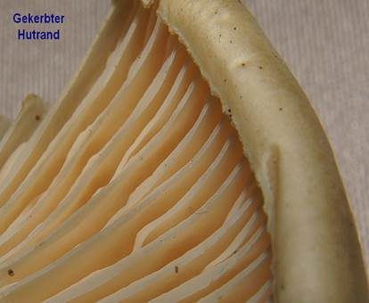 Orangeschneckling, Foto 4