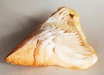 Orangeschneckling, Foto 42