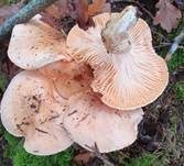 Orangeschneckling, Foto 10