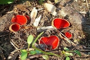 Österreichischer Prachtbecherling, Foto 1