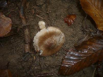 Blassknolliger Risspilz, Foto 2