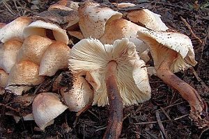 Perlhuhn-Egerlingsschirmpilz, Foto 1