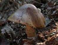 Perlpilz, Foto 9