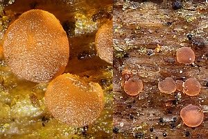 Blassorangefarbenes Knopfbecherchen, Foto 1