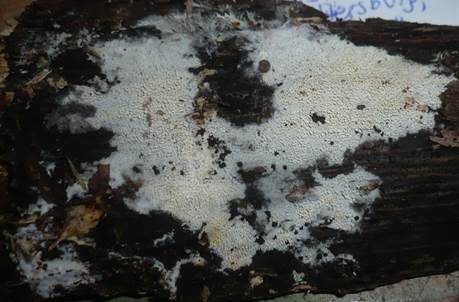Plattzähniger Zähnchenrindenpilz, Foto 3