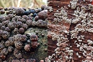 Plüschknubbelpilz … auf Kohlenbeeren, Foto 1