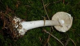 Porphyrbrauner Wulstling, Foto 21