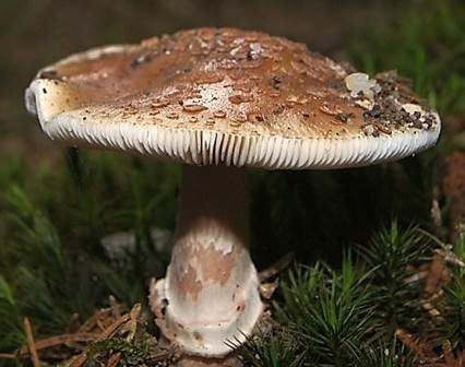 Porphyrbrauner Wulstling, Foto 4
