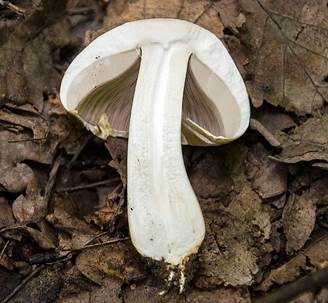 Purpurchampignon, Foto 4