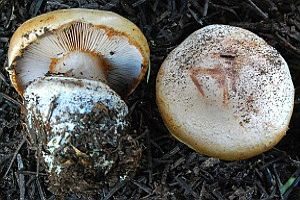 Rauchblättriger Klumpfuß, Foto 1