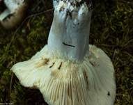 Rauchbrauner Schwärztäubling, Foto 16