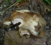 Rauchbrauner Schwärztäubling, Foto 17