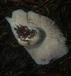 Rauchbrauner Schwärztäubling, Foto 22