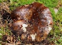 Rauchbrauner Schwärztäubling, Foto 7