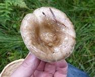 Rauchbrauner Schwärztäubling, Foto 10